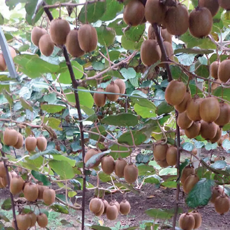 Precision irrigation for sensitive Kiwifruit Precision irrigation for sensitive Kiwifruit