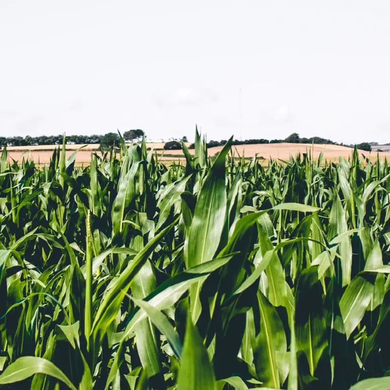 Improve Corn Crop Efficiencies Improve Corn Growing Efficiencies