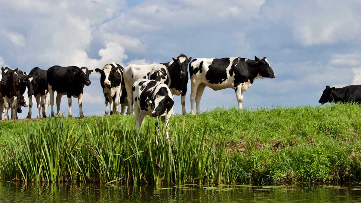 farmers monitor nitrate runoff