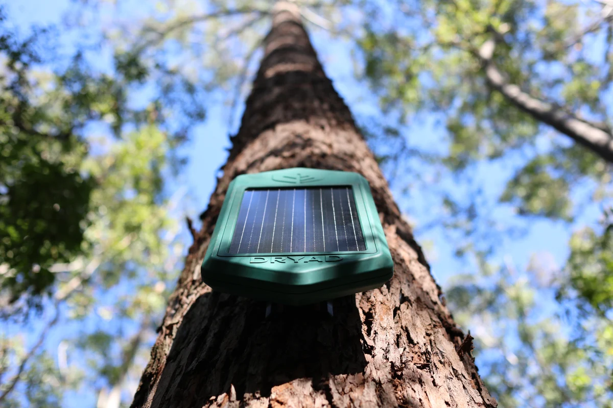 mesh gateways and Spark connectivity now extending across the forest